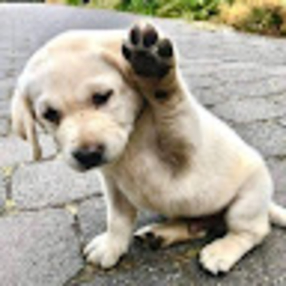 Meet your Posher, Bonnie
